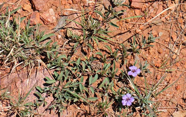 Dyschoriste schiedeana var. decumbens, Spreading Snakeherb, Southwest Desert Flora